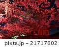 宮島・桜 21717602