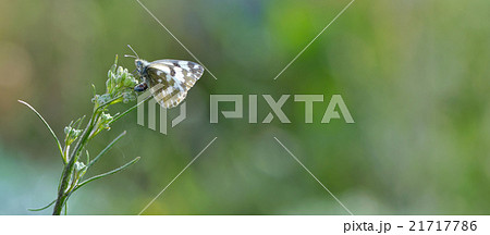 Close up of Common Pierrot Close up of Common Pierrot 21717786