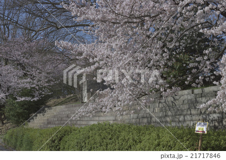 桜・満開＠大阪城公園、大阪府 21717846