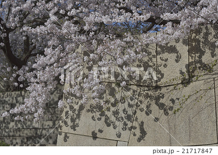 桜・満開＠大阪城公園、大阪府 21717847
