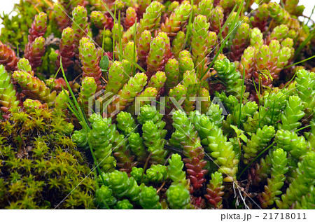 green moss and lichen green moss and lichen 21718011
