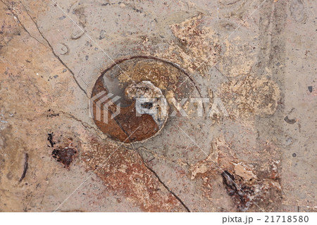 アンモナイトなどの化石 アンモナイトなどの化石 21718580