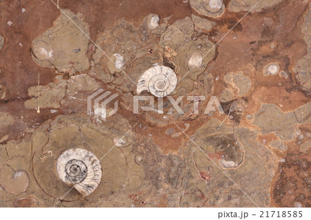 アンモナイトなどの化石 アンモナイトなどの化石 21718585