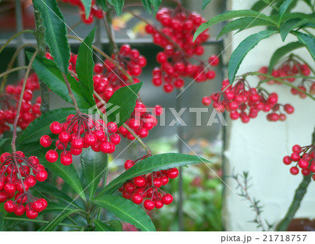 マンリョウ 21718757