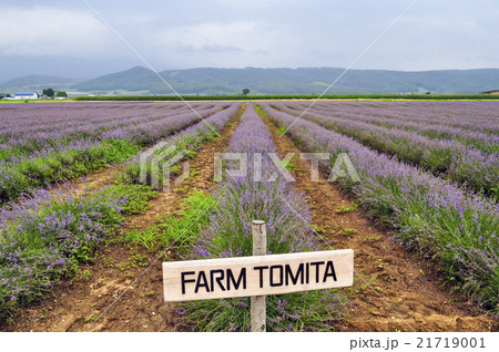 ファーム富田 ラベンダーイースト 21719001