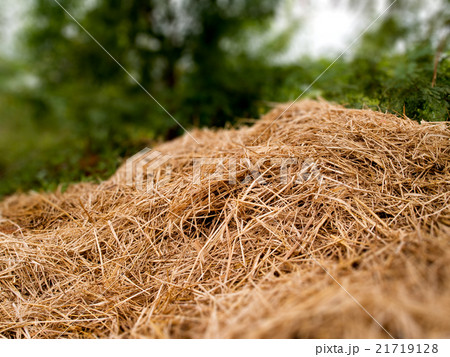 a pile of dry grass 21719128