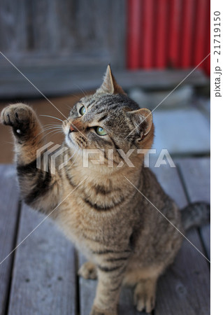 猫じゃらしに反応するネコ 猫じゃらしに反応するネコ 21719150