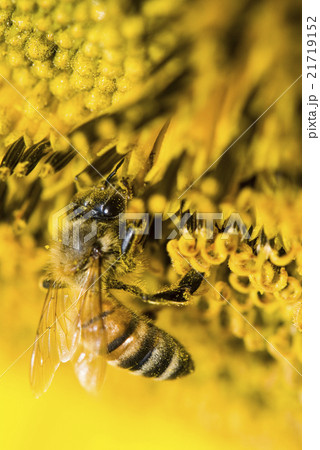 蜂 ハチ 蜜蜂 21719152