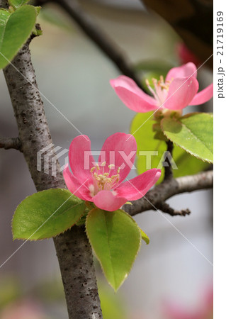 カリンの花 21719169