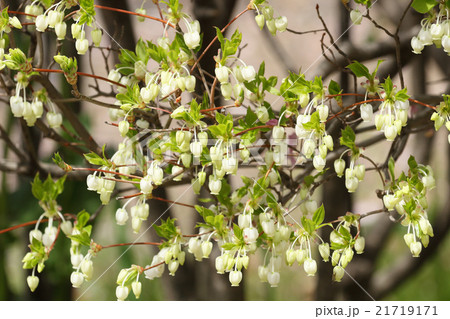 ドウダンツツジの花 21719171