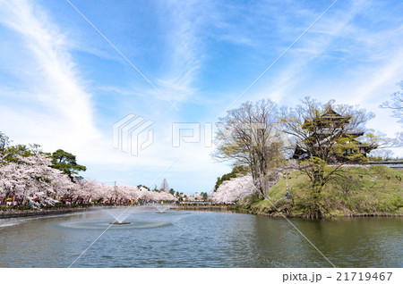 高田城と桜 21719467