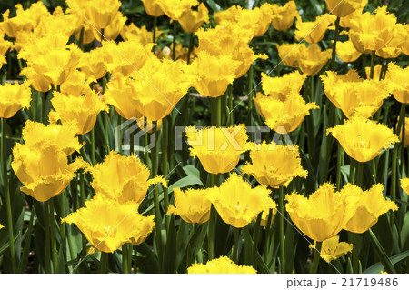 庭 庭園 ガーデン 21719486