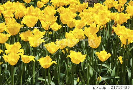 庭 庭園 ガーデン 21719489