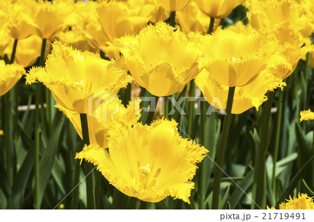 チューリップ チューリップ 咲いた 21719491
