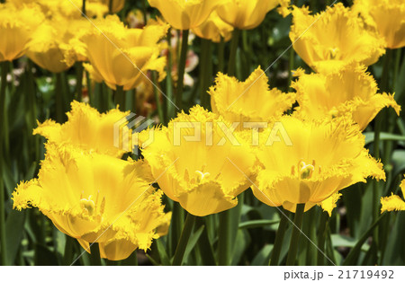 チューリップ ﾁｭｰﾘｯﾌﾟ 咲いた 21719492