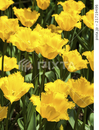 庭 庭園 ガーデン 21719496