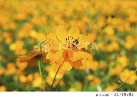 蜂 ハチ 蜜蜂 21719892