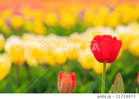 紅色チューリップ　紅暉 21719973