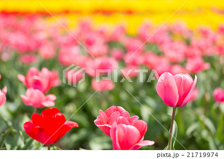 チューリップ畑　ピンクインプレッション 21719974
