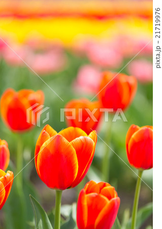 チューリップ畑　ワールドファホリット 21719976