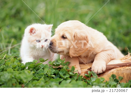 仲良し仔犬と子猫 仲良し仔犬と子猫 21720067