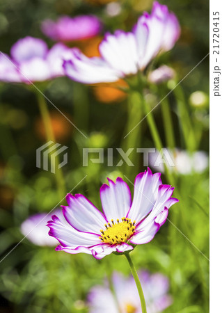 花 フラワー お花 21720415