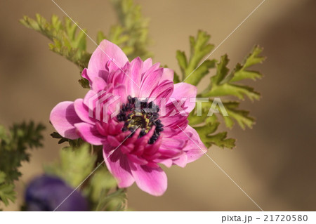 アネモネ 21720580