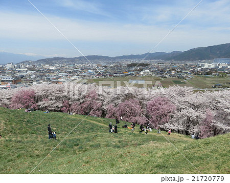 弘法山桜祭り 弘法山桜祭り 21720779