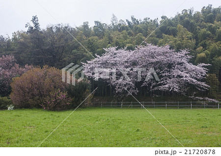 見沼たんぼ付近 桜01 見沼たんぼ付近 桜01 21720878