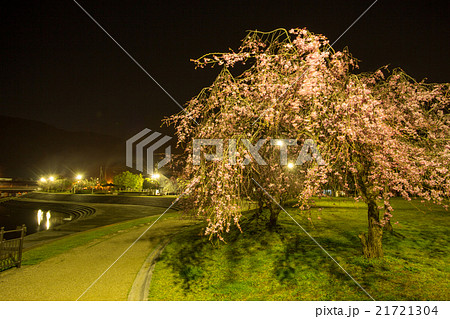 敦賀しだれ桜 敦賀しだれ桜 21721304