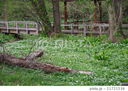 オオバナノエンレイソウの群生 21721536
