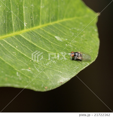 Fly perched on a leaf Fly perched on a leaf 21722162