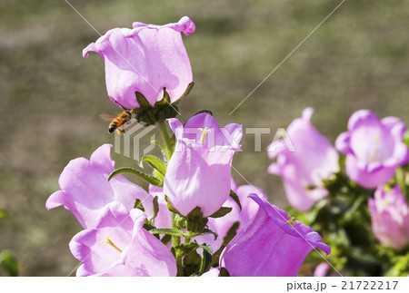 キキョウ ツリガネソウ ホタルブクロ 21722217
