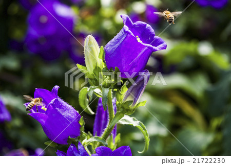 花 フラワー お花 21722230