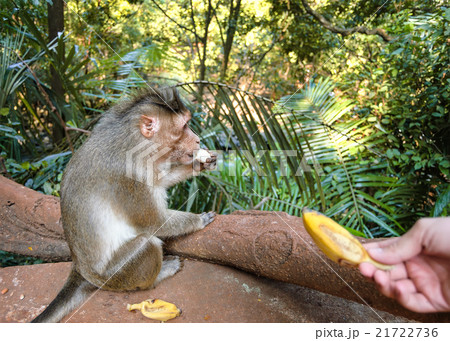 Gray monkey eats banana 21722736