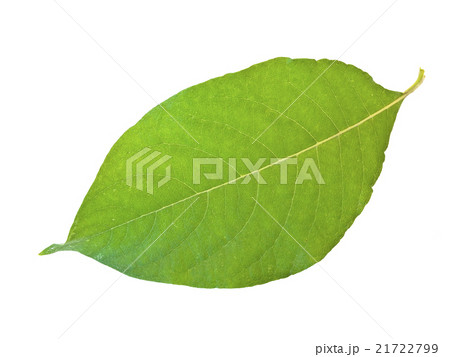 Green Leaf Green Leaf 21722799