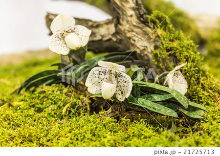 scenic orchids plantation on dead tree root 21725713