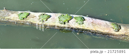 five pool frogs by the river 21725891