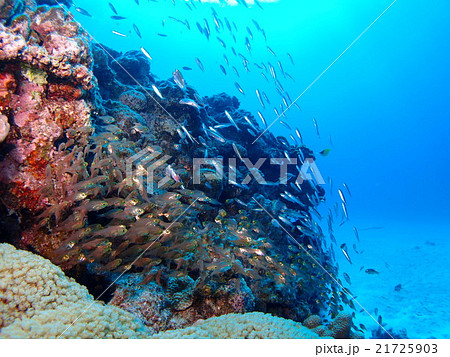 沖縄・座間味島の珊瑚礁に群れる大量の透明な小魚 沖縄・座間味島の珊瑚礁に群れる大量の透明な小魚 21725903