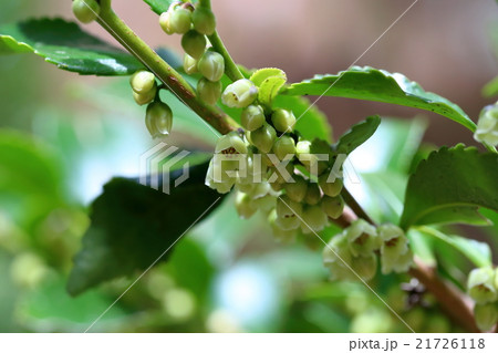 ヒサカキの花 21726118