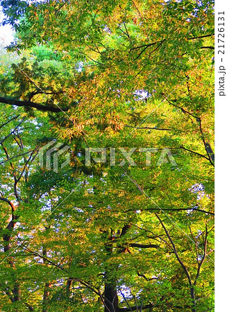 大宮公園の氷川参道の秋の樹木の写真素材