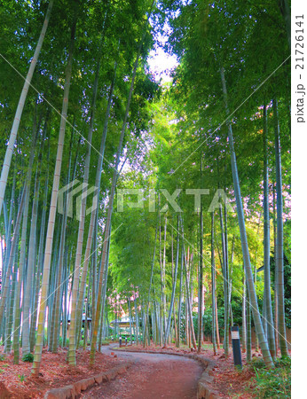 孟宗竹の竹林の風景 21726141