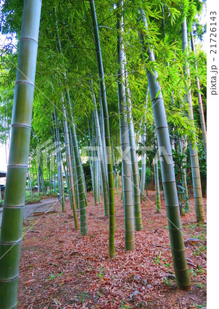 孟宗竹の竹林の風景 孟宗竹の竹林の風景 21726143