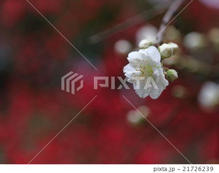 花桃の花 21726239