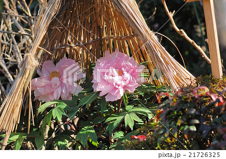 花、牡丹＠上野東照宮、東京都 21726325