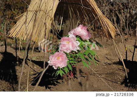 花、牡丹＠上野東照宮、東京都 21726336