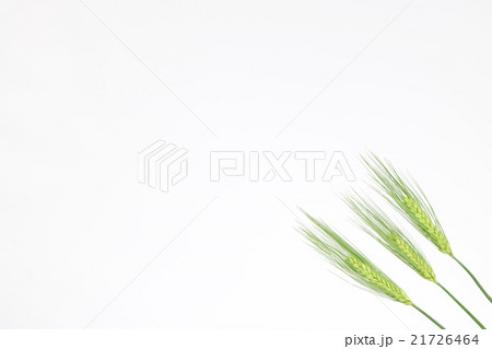 大麦　緑　3本　斜め　右下　小 21726464