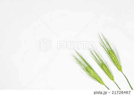 大麦　緑　3本　斜め　右下　短い茎 21726467