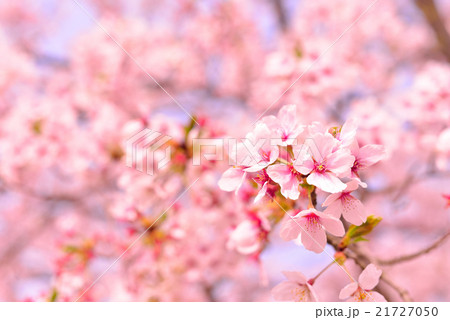 「飯坂温泉花ももの里」の桜１ 21727050