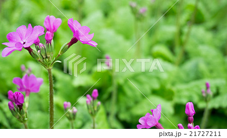 ピンクの花 庭 の写真素材